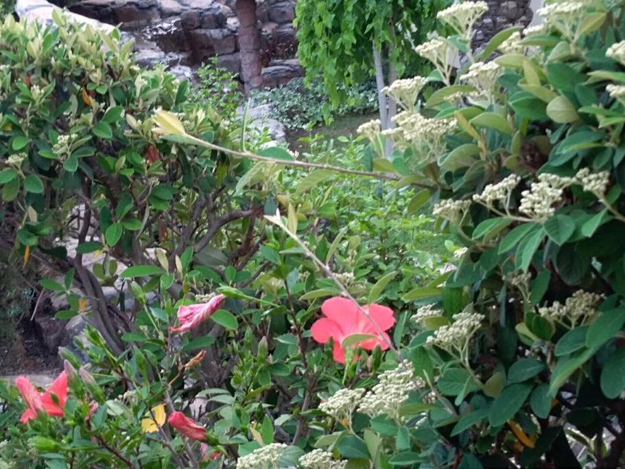 Apartment Mediterranean Garden 里耶卡 外观 照片